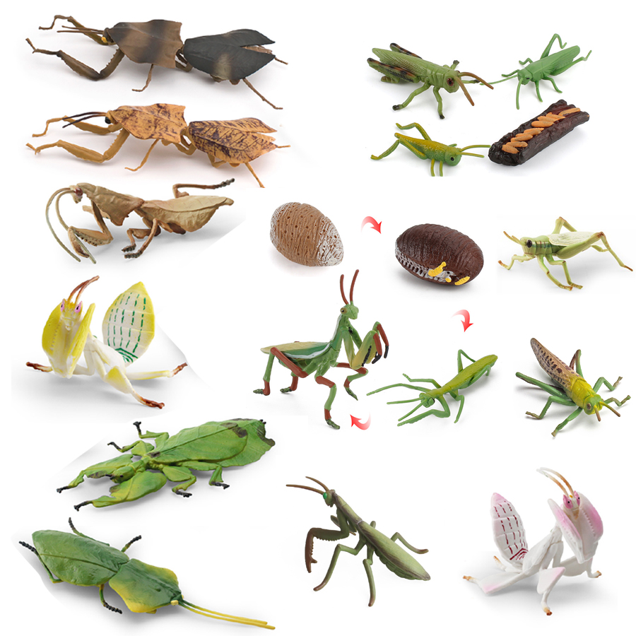 Kids Education Picture - Model Figur Serangga Daun Raksasa Mantis