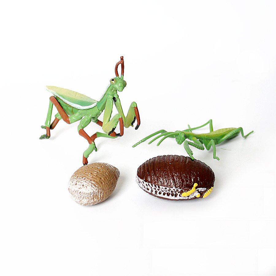 Model Figur Serangga Daun Raks - Kids Education Picture ulasan dan harga